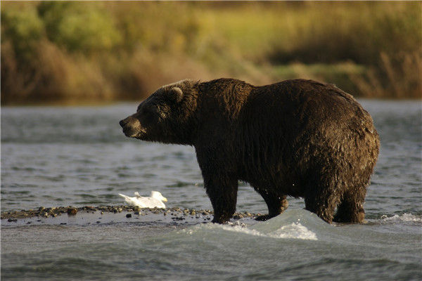 棕熊奇遇·阿拉斯加8日之旅